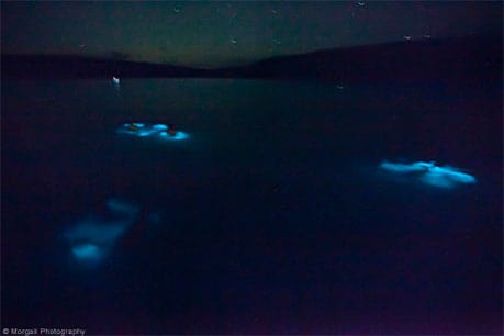Puerto Rico Bioluminescent Bay