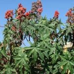 castor plants poisonous