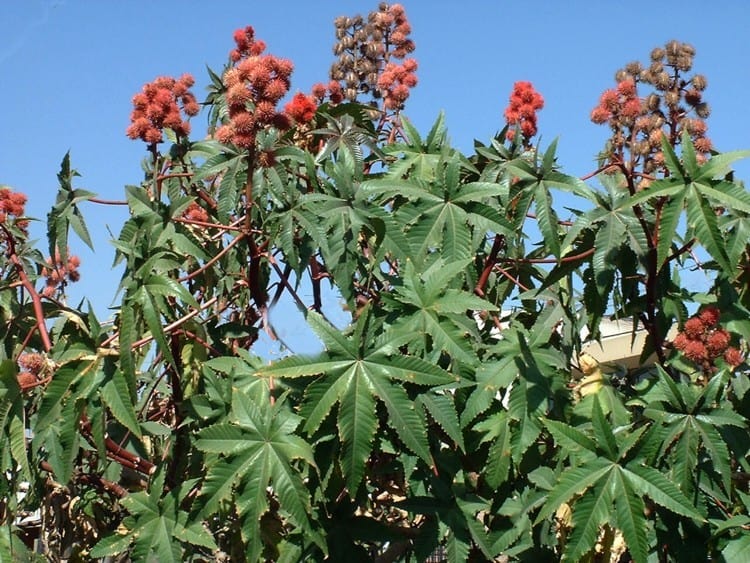 castor plants poisonous