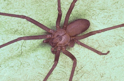 Brown Recluse spiders
