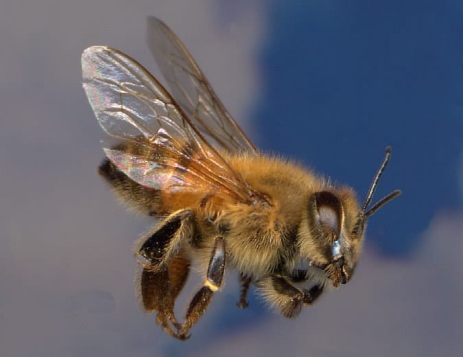 African Honeybee