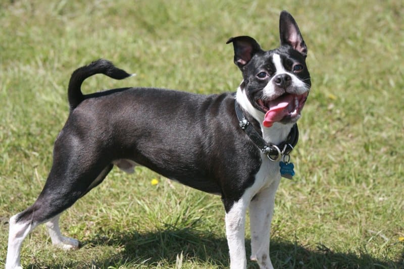 9 Reasons Why Everyone Loves A Boston Terrier SonderLives