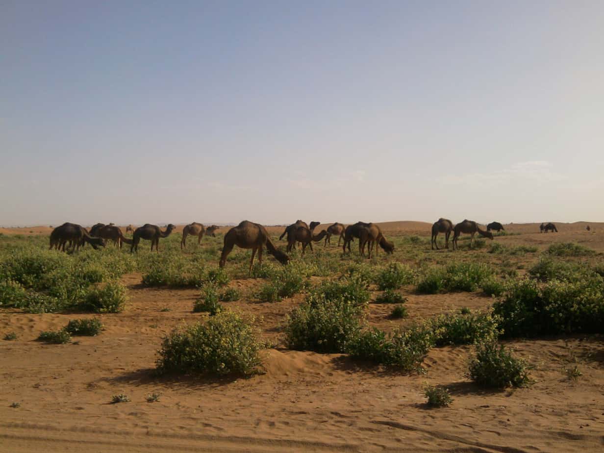 sahara desert fertile land