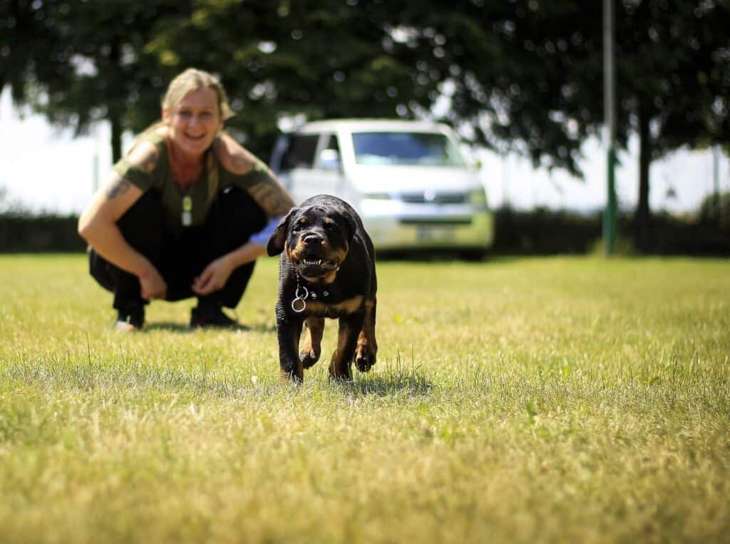 How to train Rottweiler dog