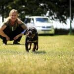 How to train Rottweiler dog