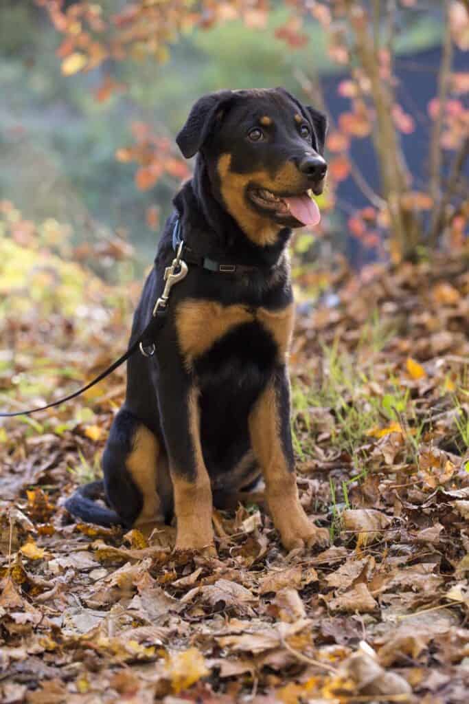 Different Types Of Rottweilers Dog Around The World