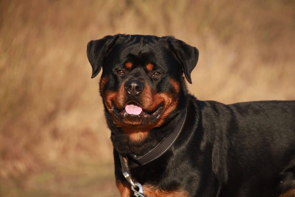 Different Types Of Rottweilers Dog Around The World