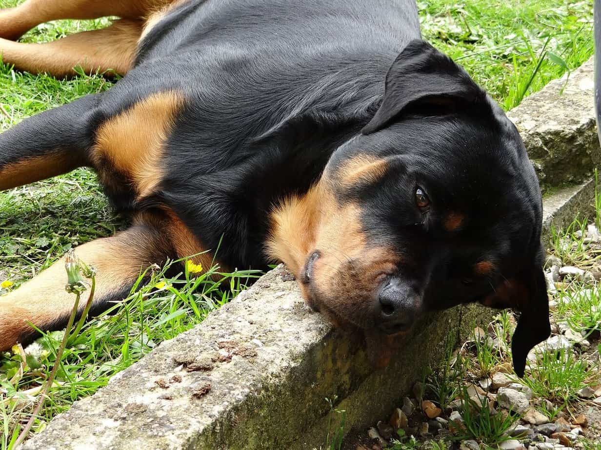 Common Rottweiler Health Problems