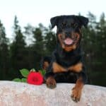 Here are best Rottweiler names for male and female Rottweiler dog