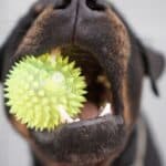 Best tricks to fix destructive chewing in Rottweilers