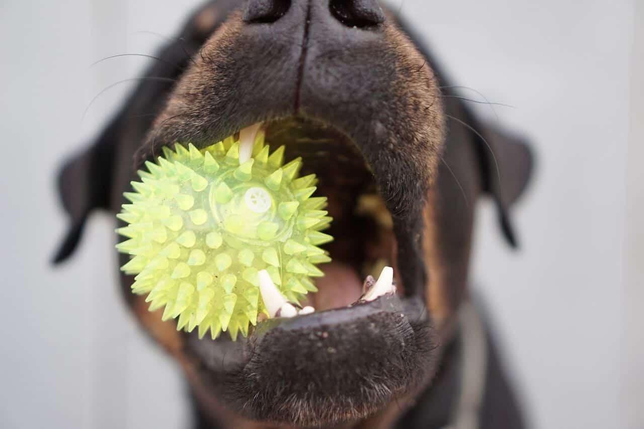 Best tricks to fix destructive chewing in Rottweilers