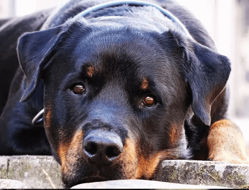 Rottweiler Best Guard Dog breeds