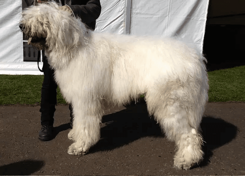 Komondor Best Guard Dogs breed