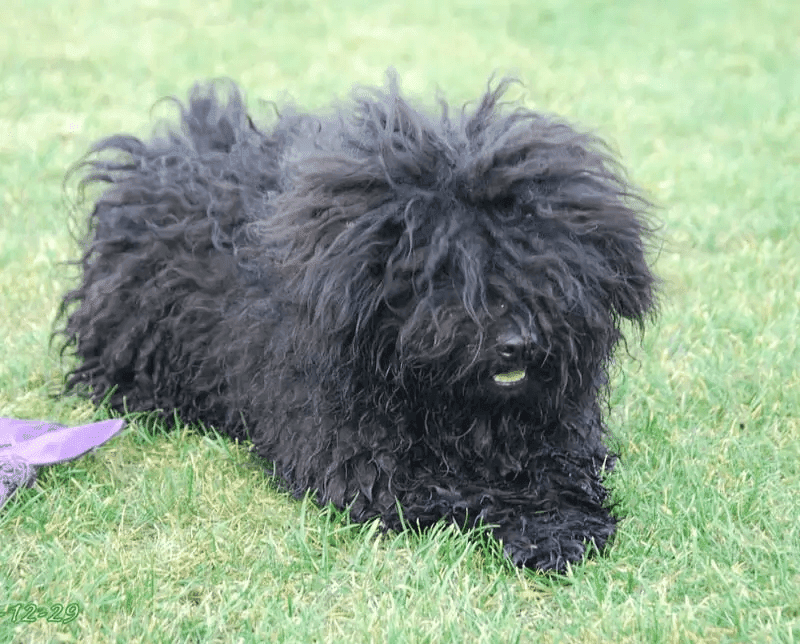 Best Guard Dogs breed