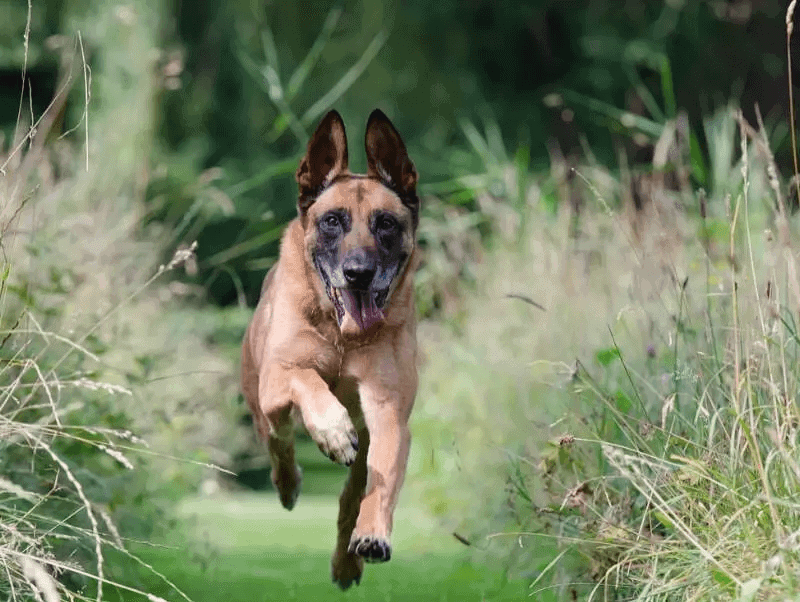 Belgian Malinois Best Guard Dog breeds 