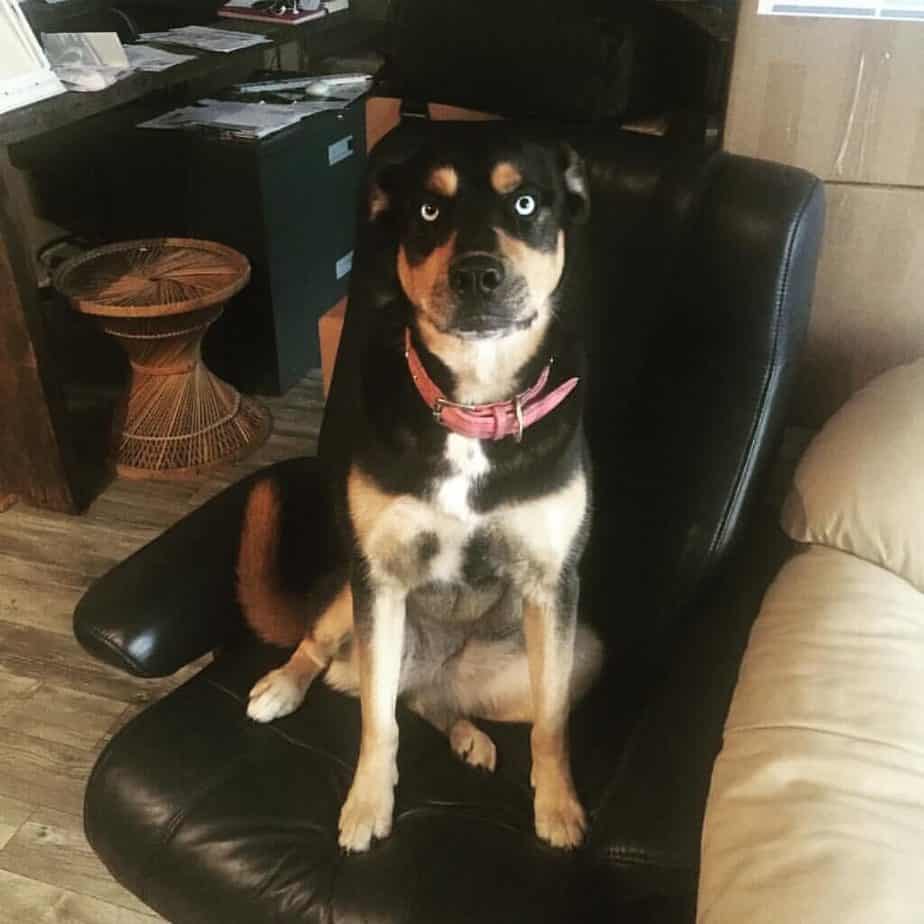 Temperament And Traits Of The Rottweiler Husky Mix Dog Breed