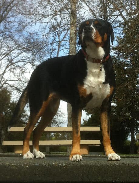 Greater Swiss Mountain Dog Breeds