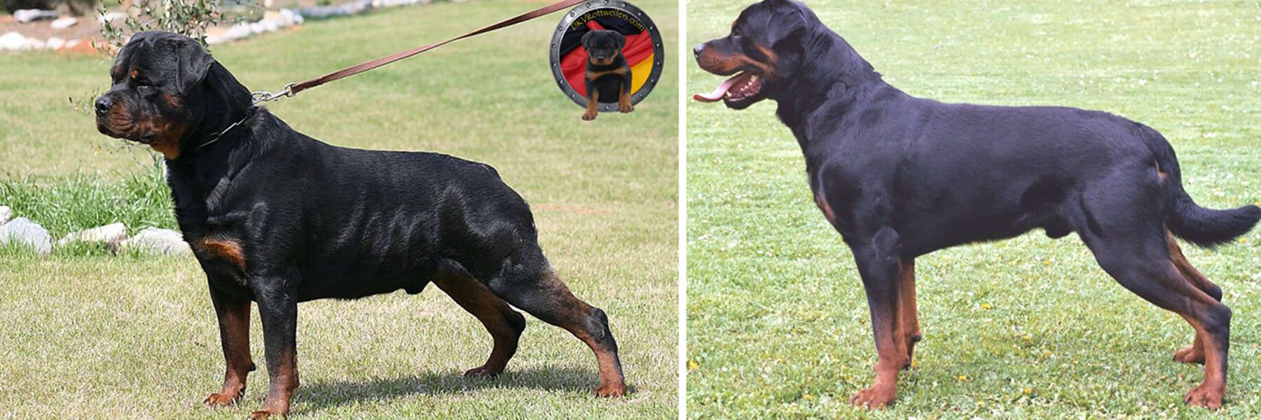 Natural vs a Docked Tail Rottweiler