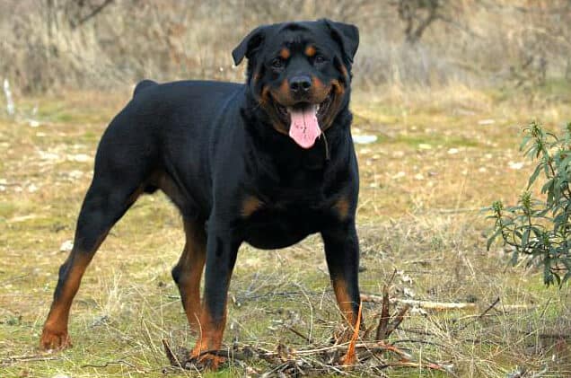 How to put weight on my rottweiler