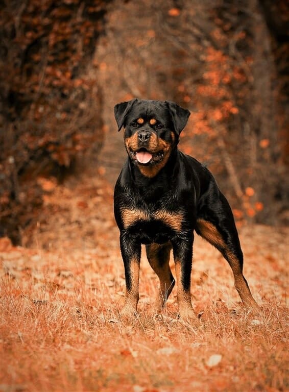 The Pros And Cons Of Keeping Rottweiler
