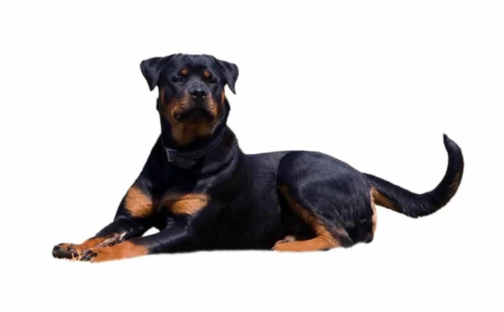 Natural vs a Docked Tail Rottweiler