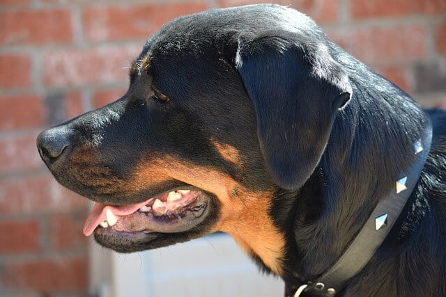What Can  Be The On Pigmentation In Rottweilers?