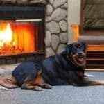 Your Guide To Rottweiler Grooming