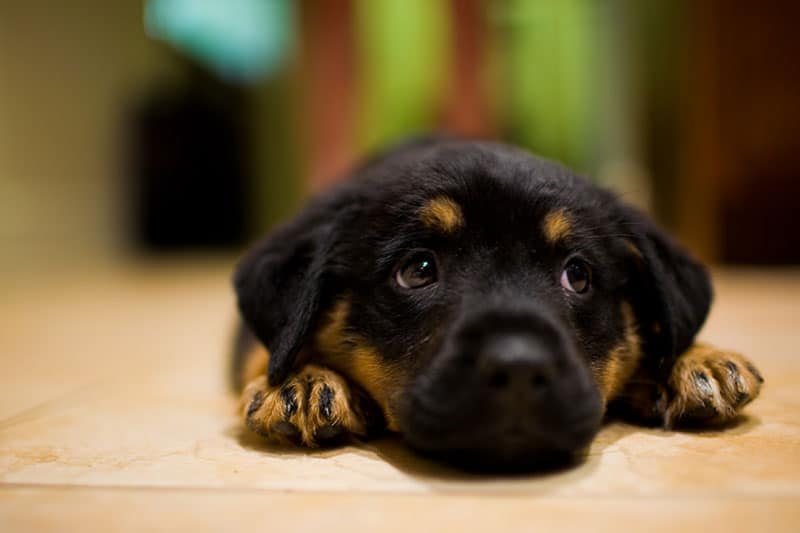 5 Healthy Diets For A Rottweiler To Gain Weight