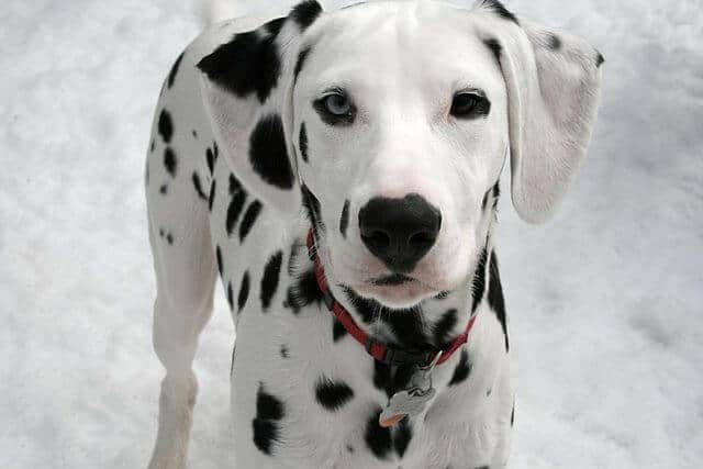 8 Fascinating and Charming Blue eyed Dogs Dalmatian