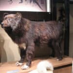 8 Best Japanese dog breeds