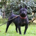 8 Beautiful Chinese Dog Breeds