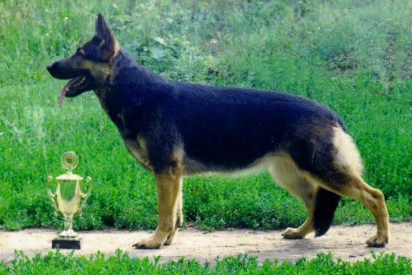 Different Types of Shepherd Dogs