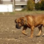Giant dog breeds
