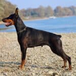 dogs which have long life expectancy