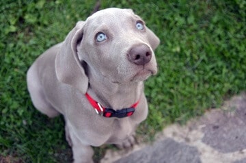 8 Fascinating and Charming Blue eyed Dogs Weimaraner