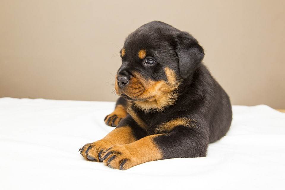 9 Exciting And Super Fun Exercises For Rottweiler