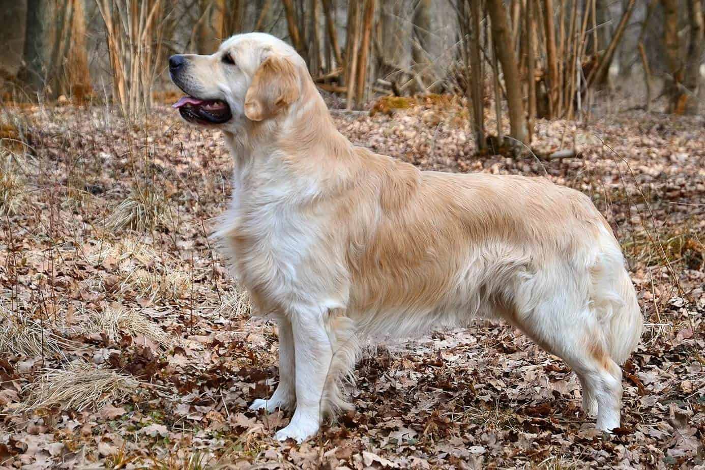  Largest Dog Breeds That Are Good Human Companions