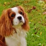 Top 10 Family Friendly Dog Breeds