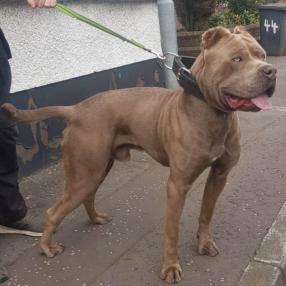 4 Dogs With The Strongest Bite Force