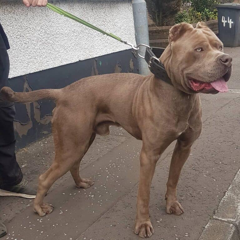 4 Dogs With The Strongest Bite Force