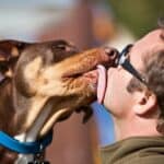 Why do dogs lick your face?