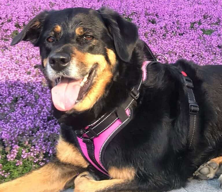 Border Collie Rottweiler Mix Breed Info, Facts, Puppy Costs