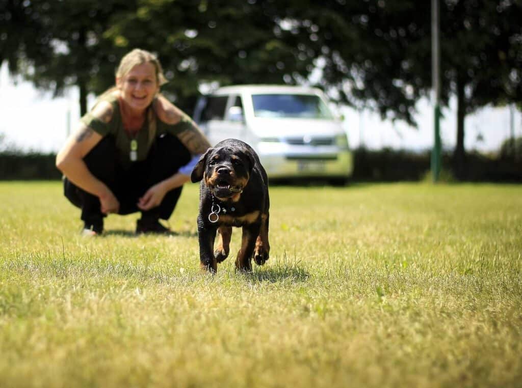 Things You Should Know Before Owning A Rottweiler