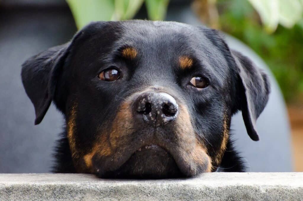 Things To Know Before Owning A Rottweiler