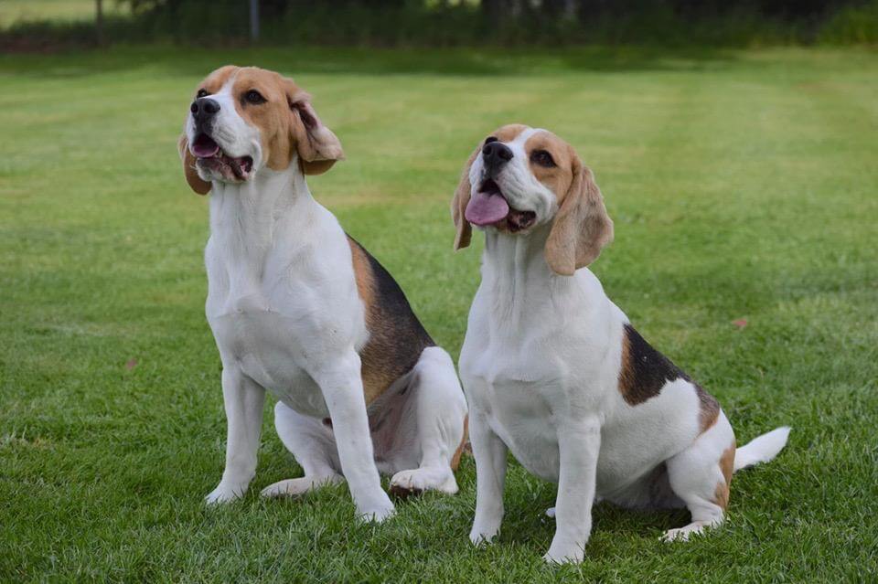 Beagle Dog Breed Information, Characteristics, Photos, Facts