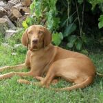 The Best Dog Breeds For Runners