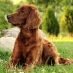 Dog Breeds That Are Good For Kids