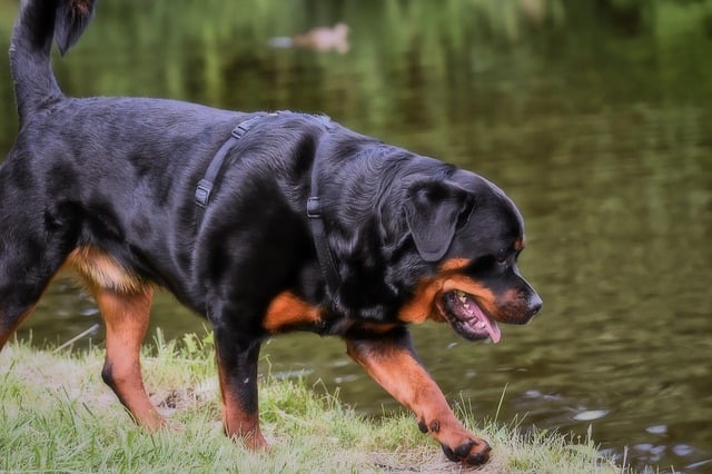 Top 6 Common Myths About Rottweilers
