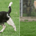 Best Dog Breeds For Hunting