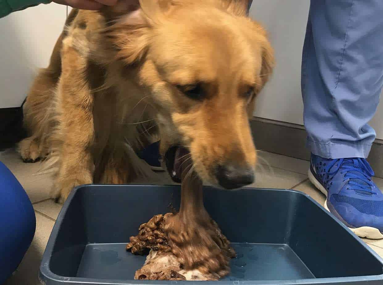 Dog Vomiting Causes Treatment And Related Symptoms Dog Vomiting Causes Treatment And Related Symptoms